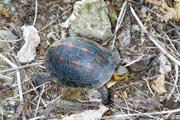 ヤエヤマセマルハコガメ（沖縄県・石垣島）
