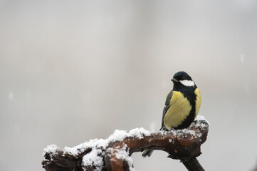 Obraz na płótnie Canvas Great tit (Parus major) in winter in the apennines, Italy