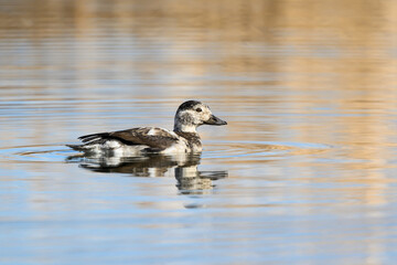 Long-tailed Duck Swimming in Blue Yellow Water in Fall