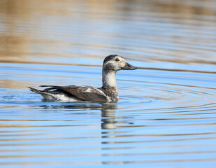 Long-tailed Duck Swimming in Blue Yellow Water in Fall