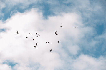 A flock of small birds swallows against a blue sky with a white cloud