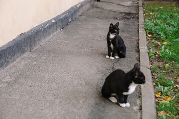 Naklejka na ściany i meble Two cute black and white kittens on the street near the house, homeless animals.