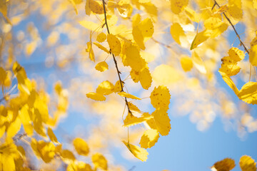 Obraz premium yellow autumn leaves