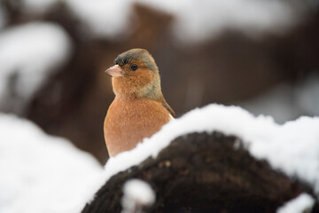 Common chaffinch (Fringilla coelebs) in winter, apennine mountains, Italy.