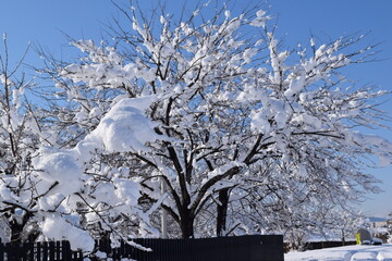 雪が着雪した樹木