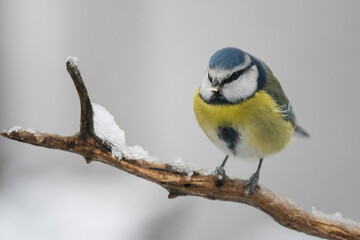 Eurasian blue tit (Cyanistes caeruleus), Italy.