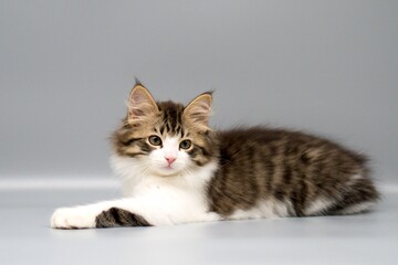 Siberian cat on gray backgrounds