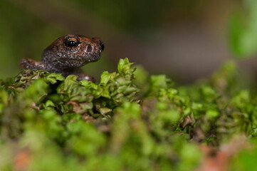 Ambrosi's cave salamander (Hydromantes ambrosii) juvenile near a cave in the Cinque Terre National...