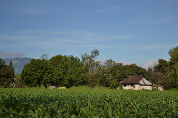 Fototapeta na wymiar landscape with old house