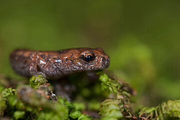 Ambrosi's cave salamander (Hydromantes ambrosii) juvenile near a cave in the Cinque Terre National Park, Italy.