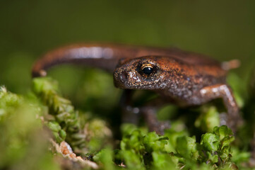 Ambrosi's cave salamander (Hydromantes ambrosii) juvenile near a cave in the Cinque Terre National Park, Italy.