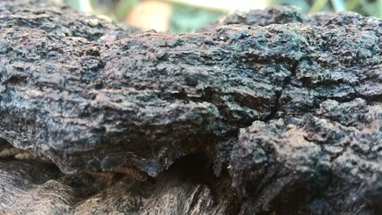 bark of a tree