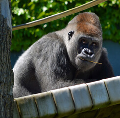 western lowland gorilla in zoo © SofotoCool