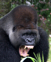 screaming gorilla © SofotoCool