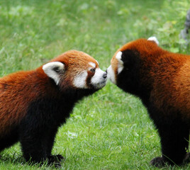 red panda in love