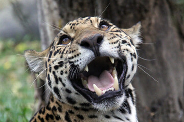 close up of a leopard