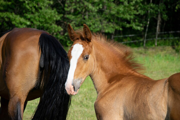 Obraz premium portrait of a horse
