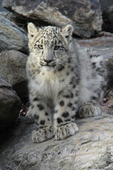 baby snow leopard portrait