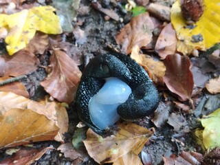 autumn leaves on the ground