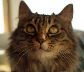 Shot of the face of a maine cat looking up.