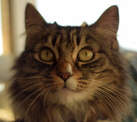 Shot of the face of a maine cat looking up