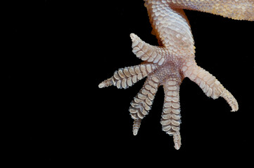 Mediterranean house gecko (Hemidactylus turcicus) foot