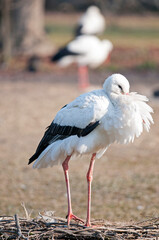White stork (Ciconia ciconia), Italy.