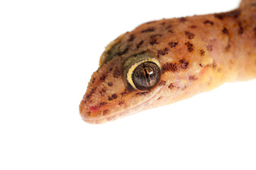 Mediterranean house gecko (Hemidactylus turcicus) on white background, Italy.