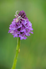 Crab spider (Misumena vatia) on orchids