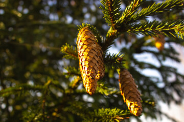 Spruce branch with cones