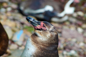Sea lion resting 