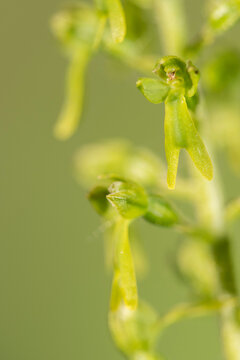 Common twayblade (Listera ovata)