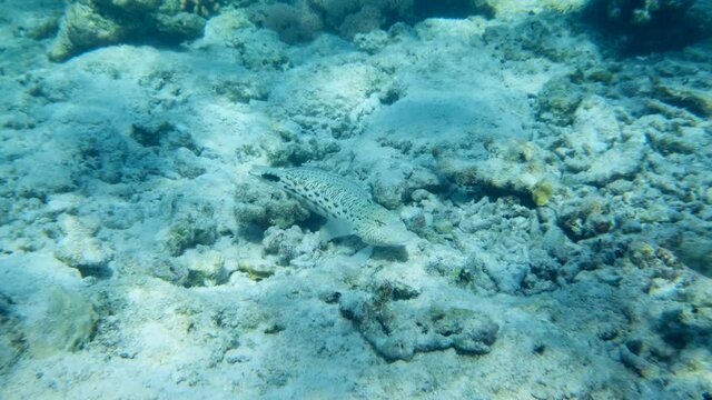 Sandperch lies on sendy seabed. Speckled Sandperch (Parapercis hexophtalma), Slow motion. Red Sea