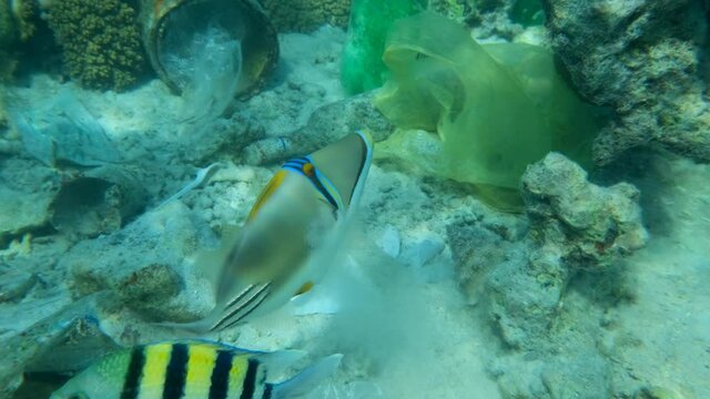 Slow motion, Picassofish searches for food on the seabed covered in plastic debris. Plastic pollution of the Ocean. Picasso Triggerfish, Assasi Triggerfish or Arabian Picassofish (Rhinecanthus assasi)
