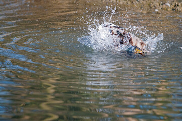 Fototapeta premium Mallard (Anas platyrhynchos)