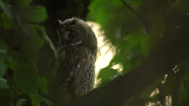 Close up of young long eared owl (Asio otus) sitting and falling asleep on dense branch deep in crown. Wildlife tranquil portrait footage of bird in natural habitat background