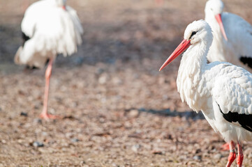 White stork (Ciconia ciconia), Italy.