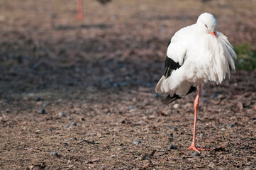 White stork (Ciconia ciconia), Italy.