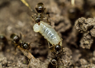ants on the ground, ants drag the larva