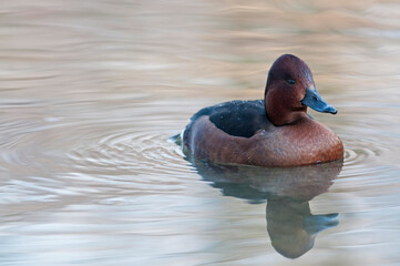 Ferruginous duck (Aythya nyroca), Italy.