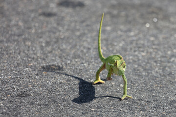 Lappenchamäleon / Flap-necked chameleon / Chamaeleo dilepis.