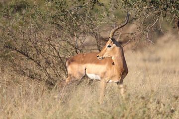 Schwarzfersenantilope / Impala / Aepyceros melampus