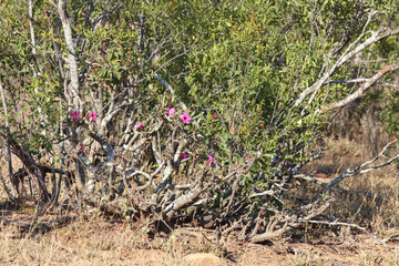 Wüstenrose / Impala lily / Adenium obesum