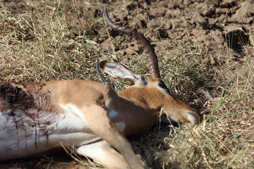 Schwarzfersenantilope / Impala / Aepyceros melampus.