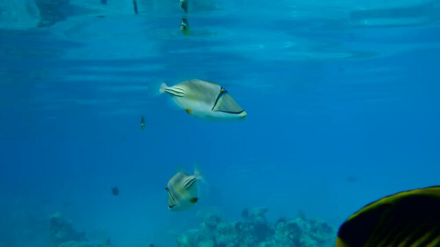Two Picasso Triggerfish slowly swims in the blue water. Slow motion. Picasso Triggerfish, Assasi Triggerfish or Arabian Picassofish (Rhinecanthus assasi)
