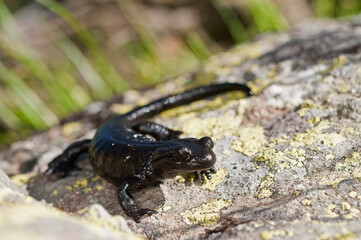 Large alpine salamander (Salamandra lanzai), Piedmont, Italy.