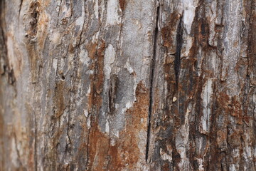 Obraz premium old wood texture