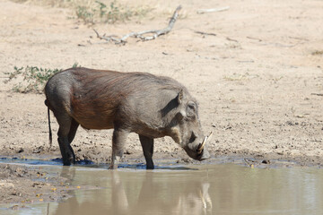 Warzenschwein / Warthog / Phacochoerus africanus