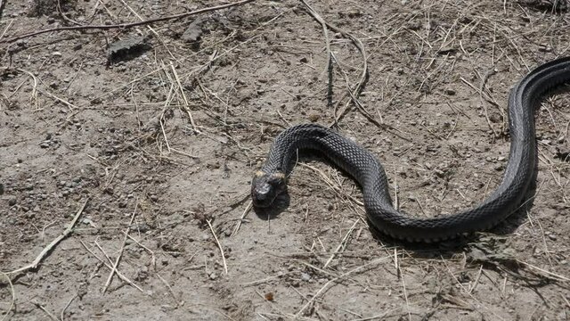 Grass snake (Natrix natrix) got out on sandy road to bask in sun.