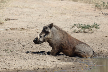Fototapeta premium Warzenschwein / Warthog / Phacochoerus africanus.